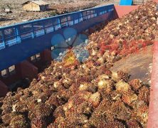 Palm Oil Processing Plant
