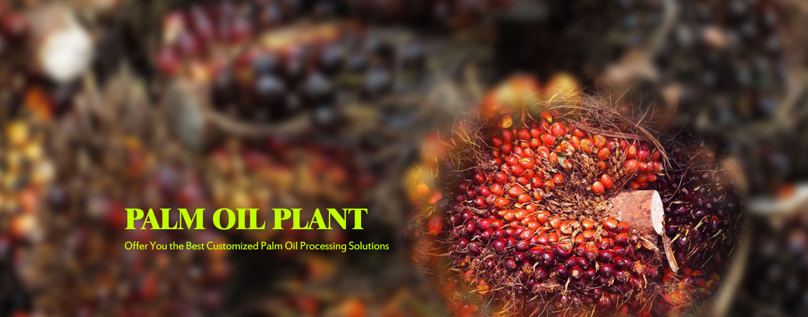 Palm oil plant