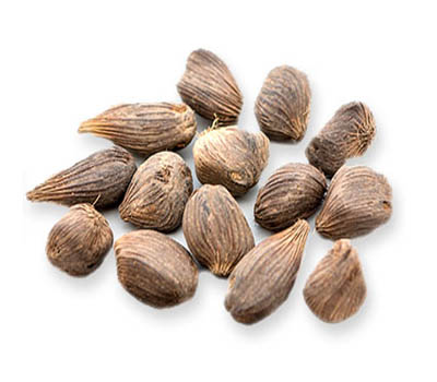 Palm kernel oil extraction machine